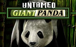 Big panda slot game